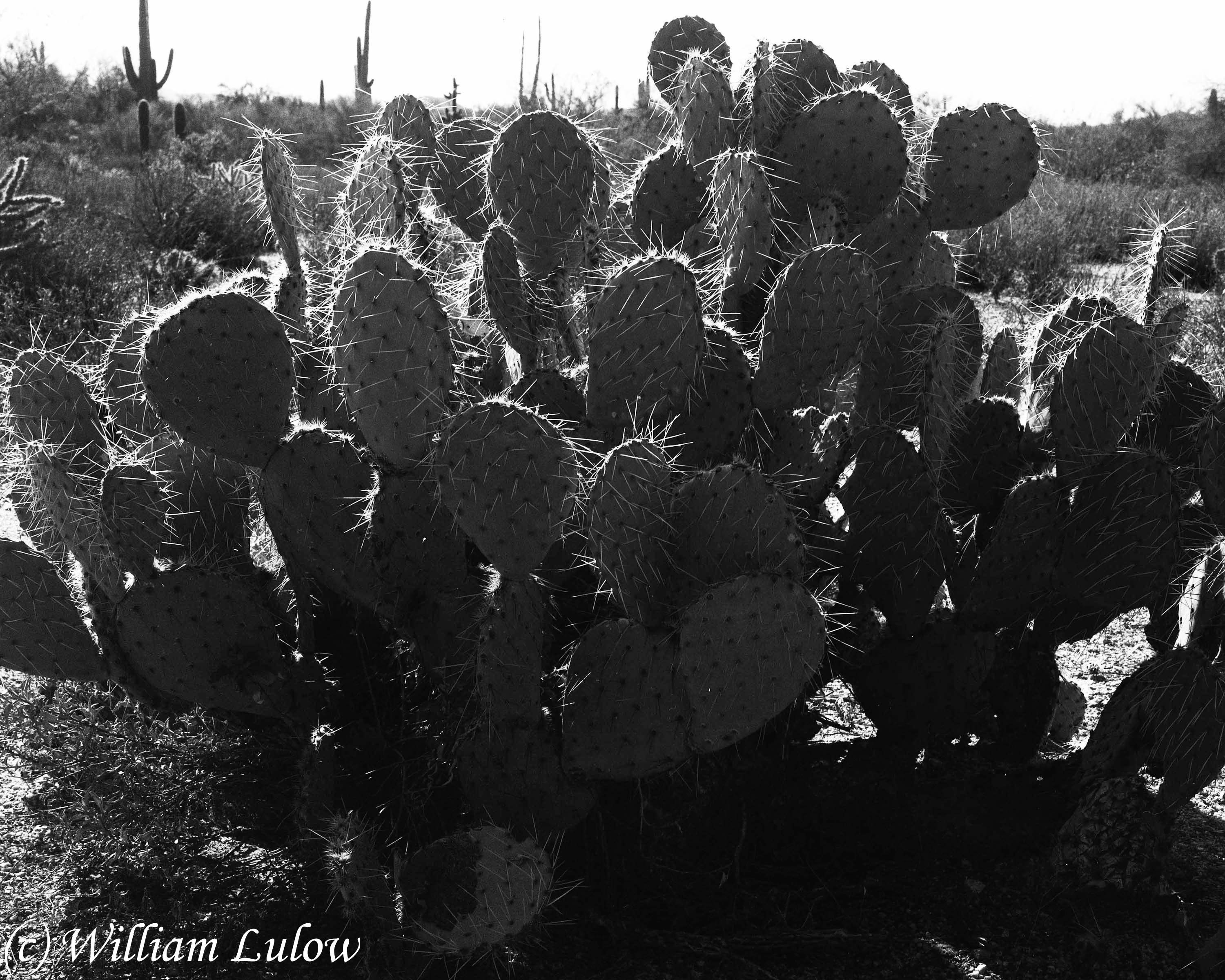 921172_Cactus_110x8