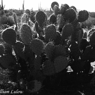 921172_Cactus_110x8