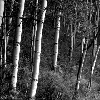 AspenTrunks(BW)_H_2