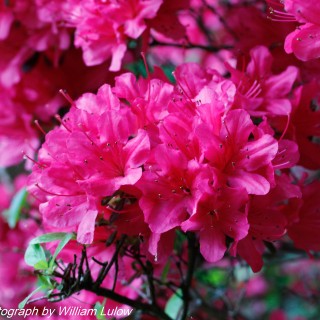 Azaleas(c)-