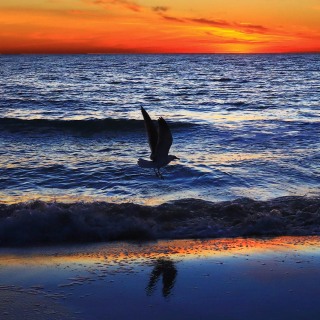 BeachBird_0055