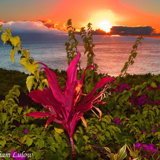 Flower_Maui_Hawaii_0174SM