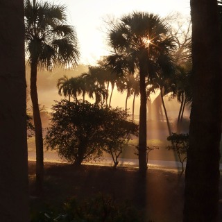 MorningMist_0003-1
