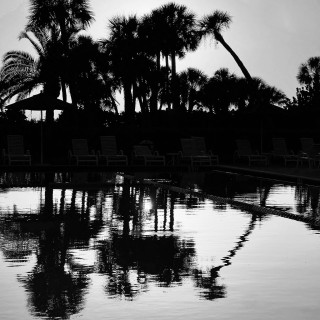 Palms1_BW-1
