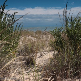 RehobothBeachGrass