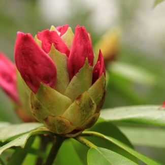 Rhododendron_Bud_0006