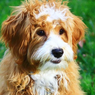 FamilyBowie_0097A_R_CU