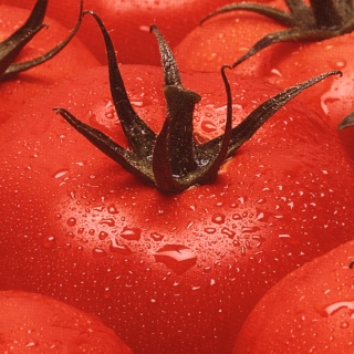 TomatoCloseUp_1