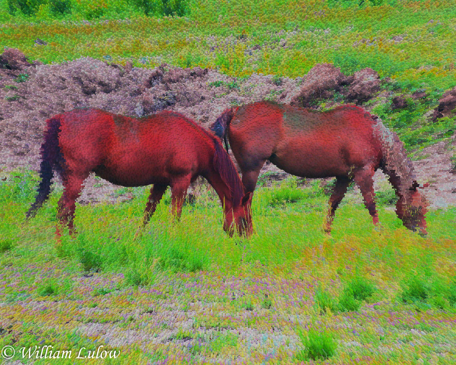 HorsesColorado_0987Horses_SE-1