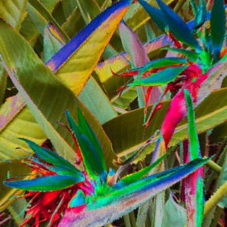 BirdsOfParadise_Hawaii2021_0767SE