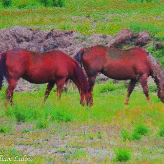 HorsesColorado_0987Horses_SE-1